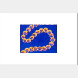 Streptococcus bacteria (B236/0046) Posters and Art